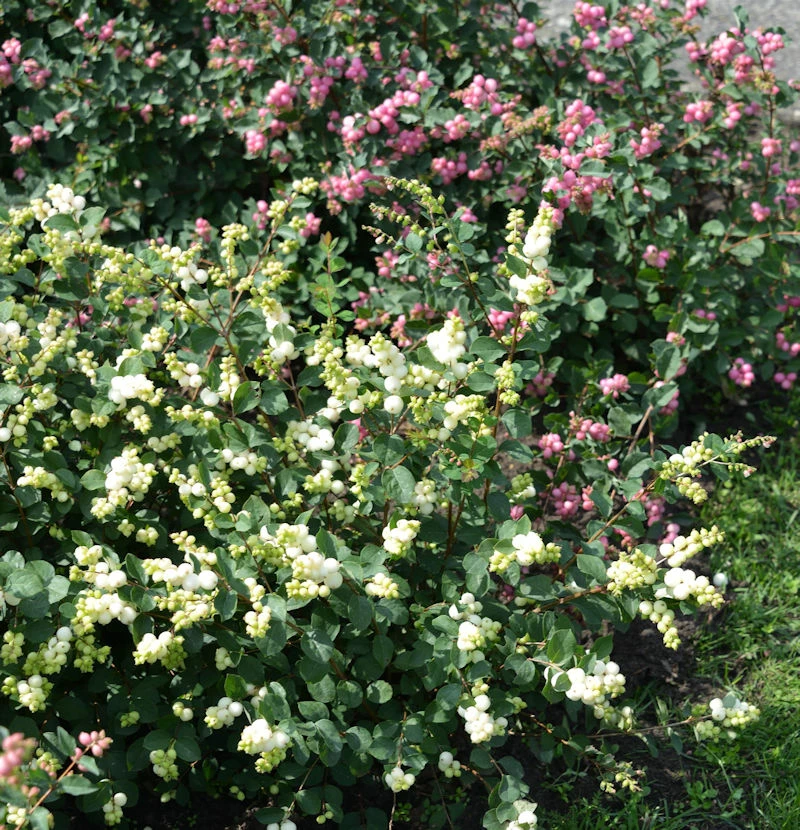 Amethystbeere Magical Galaxy 40-60cm - Symphoricarpos Doorenbosii 3 Amethystbeere Magical Galaxy 40-60cm - Symphoricarpos Doorenbosii