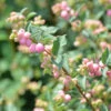 Amethystbeere Magical Sweet 40-60cm - Symphoricarpos Doorenbosii 2 Amethystbeere Magical Sweet 40-60cm - Symphoricarpos Doorenbosii -NR-01 Verkäufe Symphoricarpos doorenbosii Magical Sweet