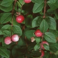 Amethystbeere Mother Of Pearl 40-60cm - Symphoricarpos Doorenbosii