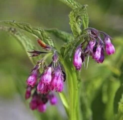 Echter Beinwell Rosa - Symphytum Officinale