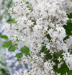 Zwergflieder Flowerfesta®White 30-40cm - Syringa