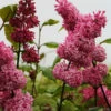 Edelflieder Miss Canada - Kircher-Collection 40-60cm - Syringa Hyacinthiflora 2 Edelflieder Miss Canada - Kircher-Collection 40-60cm - Syringa Hyacinthiflora -NR-01 Verkäufe Syringa hyacinthiflora Miss Canada
