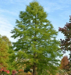 Sumpfzypresse 80-100cm - Taxodium Distichum