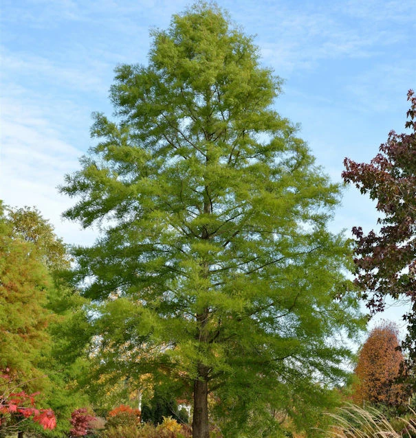 Sumpfzypresse 80-100cm - Taxodium Distichum 3 Sumpfzypresse 80-100cm - Taxodium Distichum
