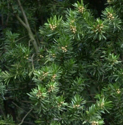 Gedrehte Zwerg Eibe Cristata 40-50cm - Taxus Baccata
