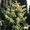 Goldgrüne Adlerschwingeneibe 80-100cm - Taxus Baccata 1 Goldgrüne Adlerschwingeneibe 80-100cm - Taxus Baccata -NR-01 Verkäufe Taxus baccata Dovastonii Aurea 1