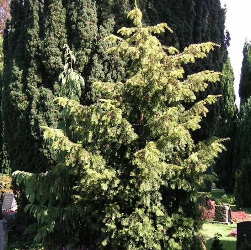 Goldgrüne Adlerschwingeneibe 70-80cm - Taxus Baccata 3 Goldgrüne Adlerschwingeneibe 70-80cm - Taxus Baccata