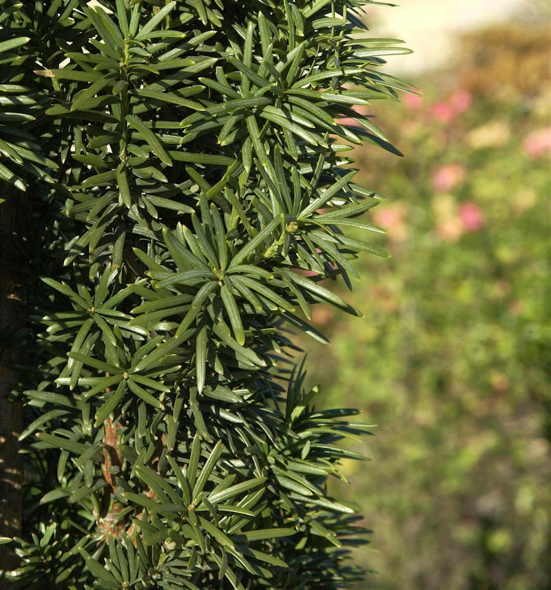 Säuleneibe 50-60cm - Taxus Baccata Fastigiata Robusta 3 Säuleneibe 50-60cm - Taxus Baccata Fastigiata Robusta