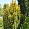Eibe Germers Gold 20-25cm - Taxus Baccata 1 Eibe Germers Gold 20-25cm - Taxus Baccata -NR-01 Verkäufe Taxus baccata Germers Gold 1