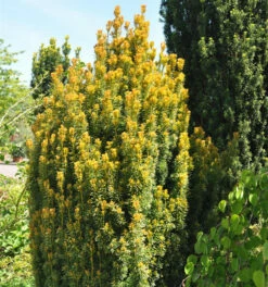 Eibe Germers Gold 20-25cm - Taxus Baccata