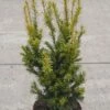 Aufrechte Goldeibe Golden Crown 50-60cm - Taxus Baccata -NR-01 Verkäufe Taxus baccata Golden Crown