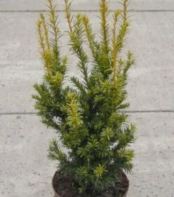 Aufrechte Goldeibe Golden Crown 50-60cm - Taxus Baccata