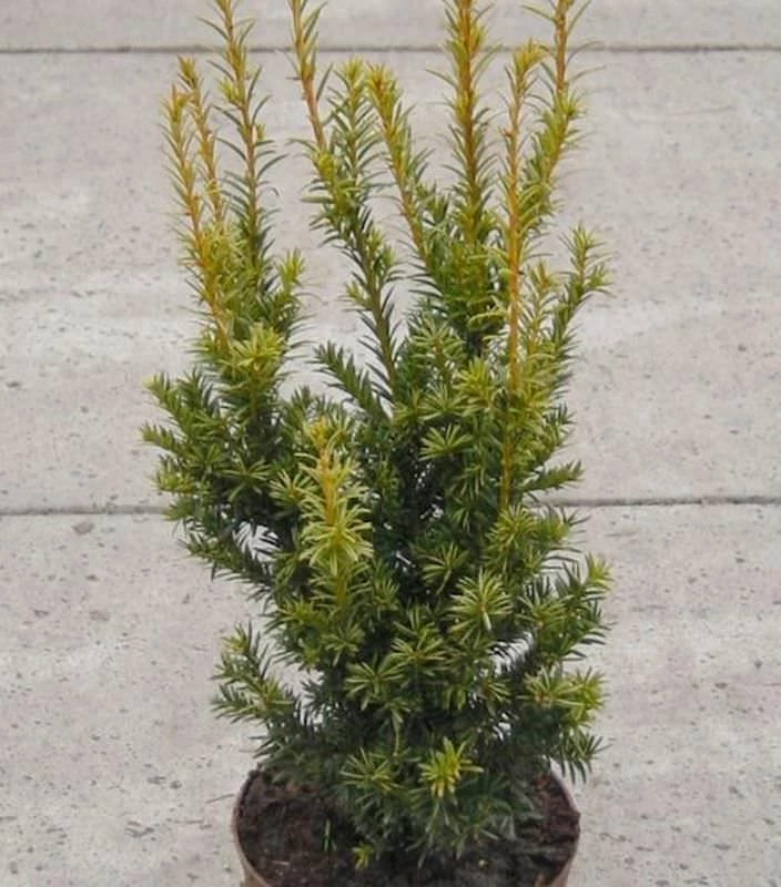 Aufrechte Goldeibe Golden Crown 50-60cm - Taxus Baccata 3 Aufrechte Goldeibe Golden Crown 50-60cm - Taxus Baccata
