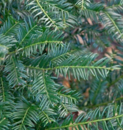 Eibe Höpkens Gigant 100-125cm - Taxus Baccata