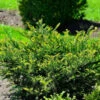 Eibe Kleiner Grüner® 25-30cm - Taxus Baccata -NR-01 Verkäufe Taxus baccata KleinerGrner