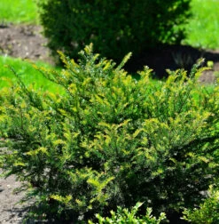 Eibe Kleiner Grüner® 25-30cm - Taxus Baccata