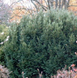 Eibe Osterberg 25-30cm - Taxus Baccata
