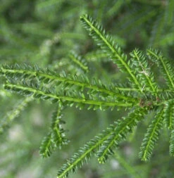 Kurznadlige Eibe Rushmore 50-60cm - Taxus Baccata