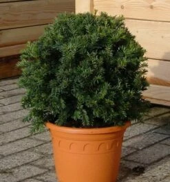 Kugelschnitt Dunkle Straucheibe Schwarzgrün 20-25cm - Taxus Baccata