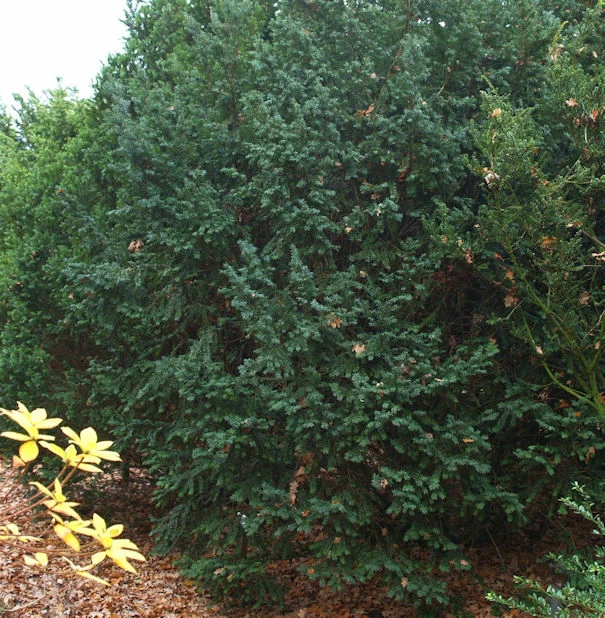 Dunkle Straucheibe Schwarzgrün 40-50cm - Taxus Baccata 3 Dunkle Straucheibe Schwarzgrün 40-50cm - Taxus Baccata