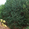 Dunkle Straucheibe Schwarzgrün 50-60cm - Taxus Baccata 1 Dunkle Straucheibe Schwarzgrün 50-60cm - Taxus Baccata -NR-01 Verkäufe Taxus baccata Schwarzgrn 1 1 1 1 1 1 1