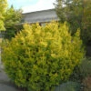 Goldene Straucheibe 30-40cm - Taxus Baccata Semperaurea 1 Goldene Straucheibe 30-40cm - Taxus Baccata Semperaurea -NR-01 Verkäufe Taxus baccata Semperaurea 1 1 1 1