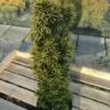 Gelbe Säulen Eibe Standishii 40-50cm - Taxus Baccata 2 Gelbe Säulen Eibe Standishii 40-50cm - Taxus Baccata -NR-01 Verkäufe Taxus baccata Standishii