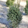 Eibe Typ Enno Hinrichs 25-30cm - Taxus Baccata 2 Eibe Typ Enno Hinrichs 25-30cm - Taxus Baccata -NR-01 Verkäufe Taxus baccata Typ Enno Hinrichs 1