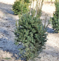 Eibe Typ Enno Hinrichs 25-30cm - Taxus Baccata