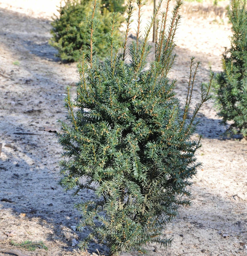 Eibe Typ Enno Hinrichs 25-30cm - Taxus Baccata 3 Eibe Typ Enno Hinrichs 25-30cm - Taxus Baccata