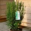 Heckeneibe Westerstede 60-70cm - Taxus Baccata 2 Heckeneibe Westerstede 60-70cm - Taxus Baccata -NR-01 Verkäufe Taxus baccata Westerstede 1