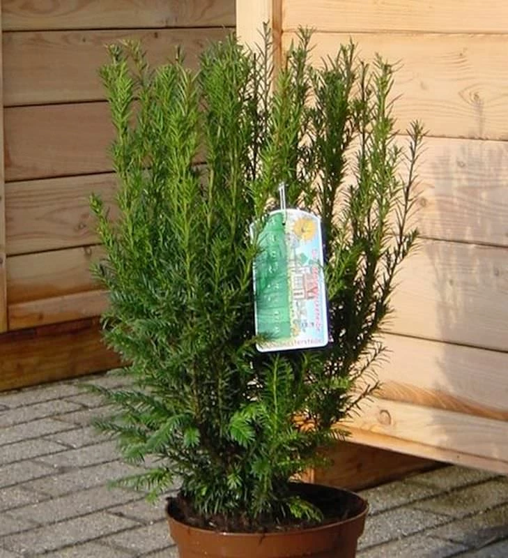 Heckeneibe Westerstede 50-60cm - Taxus Baccata 3 Heckeneibe Westerstede 50-60cm - Taxus Baccata