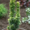 Gelbe Säulen Eibe David 40-50cm - Taxus Baccata 2 Gelbe Säulen Eibe David 40-50cm - Taxus Baccata -NR-01 Verkäufe Taxus baccataDavid 1
