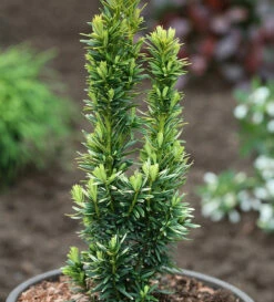 Gelbe Säulen Eibe David 40-50cm - Taxus Baccata