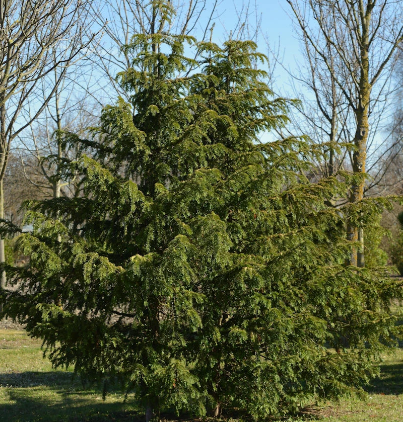 Grüne Adlerschwingeneibe 40-50cm - Taxus Baccata Dovastoniana 3 Grüne Adlerschwingeneibe 40-50cm - Taxus Baccata Dovastoniana
