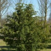 Grüne Adlerschwingeneibe 30-40cm - Taxus Baccata Dovastoniana 1 Grüne Adlerschwingeneibe 30-40cm - Taxus Baccata Dovastoniana -NR-01 Verkäufe Taxus baccataDovastoniana 2