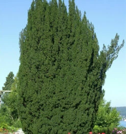 Grüne Säuleneibe 30-40cm - Taxus Baccata Fastigiata