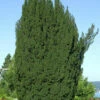 Grüne Säuleneibe 70-80cm - Taxus Baccata Fastigiata