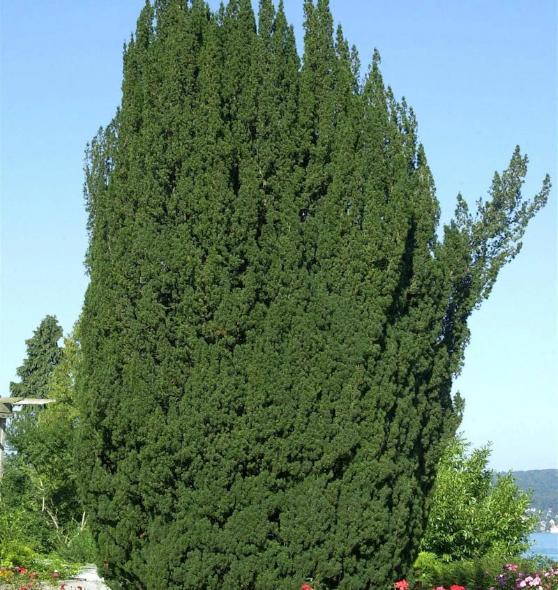 Grüne Säuleneibe 70-80cm - Taxus Baccata Fastigiata 3 Grüne Säuleneibe 70-80cm - Taxus Baccata Fastigiata