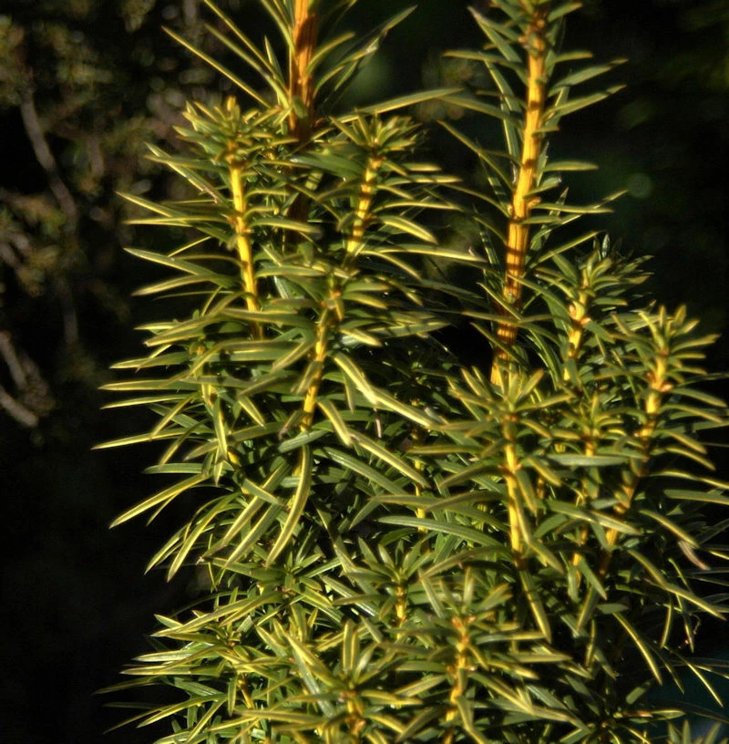 Goldgelbe Säuleneibe Goldstar 25-30cm - Taxus Baccata 3 Goldgelbe Säuleneibe Goldstar 25-30cm - Taxus Baccata