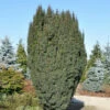 Schlanke Säulen Eibe Litfaß 50-60cm - Taxus Baccata 1 Schlanke Säulen Eibe Litfaß 50-60cm - Taxus Baccata -NR-01 Verkäufe Taxus baccataLitfa 1