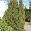 Kegel Eibe 40-50cm - Taxus Baccata 2 Kegel Eibe 40-50cm - Taxus Baccata -NR-01 Verkäufe Taxus baccataOvereynderi 1