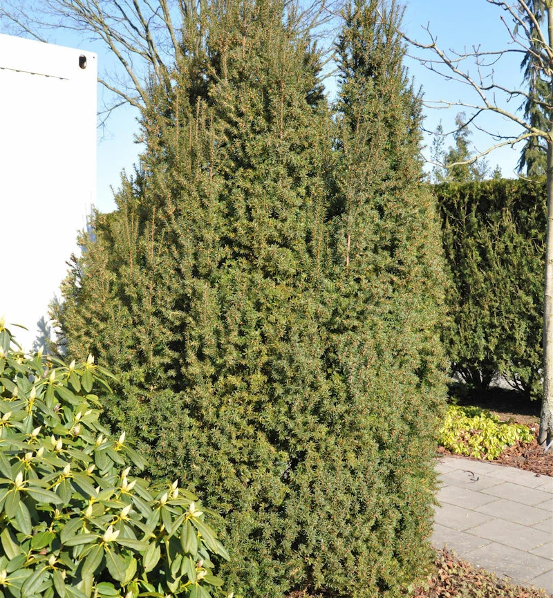 Kegel Eibe 70-80cm - Taxus Baccata 3 Kegel Eibe 70-80cm - Taxus Baccata