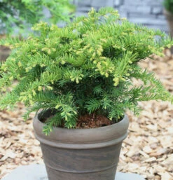 Tafeleibe 20-25cm - Taxus Baccata