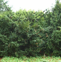 Goldgelbe Eibe Summergold 50-60cm - Taxus Baccata