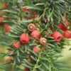 Heimische Eibe Gewöhnliche Eibe 30-40cm - Taxus Baccata 1 Heimische Eibe Gewöhnliche Eibe 30-40cm - Taxus Baccata -NR-01 Verkäufe Taxus baccata 1 1 1 1