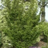 Zwerg Straucheibe Amersfoort 50-60cm - Taxus Cuspidata -NR-01 Verkäufe Taxus cuspidataAmersfoort 2