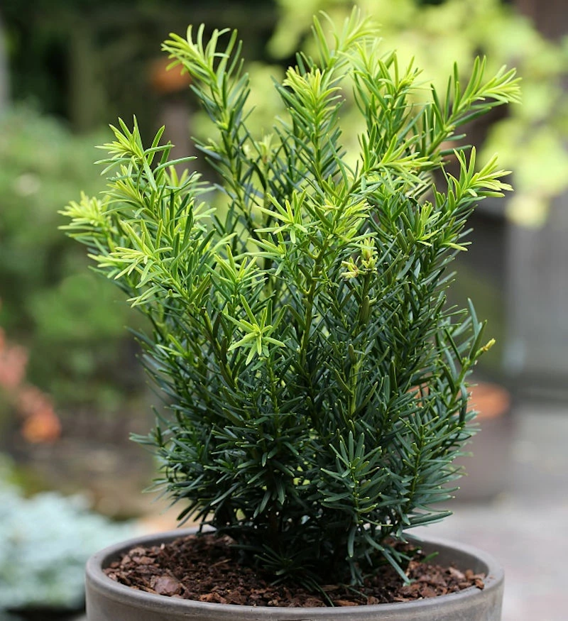 Japanische Zwergeibe Lescow 25-30cm - Taxus Cuspidata 3 Japanische Zwergeibe Lescow 25-30cm - Taxus Cuspidata