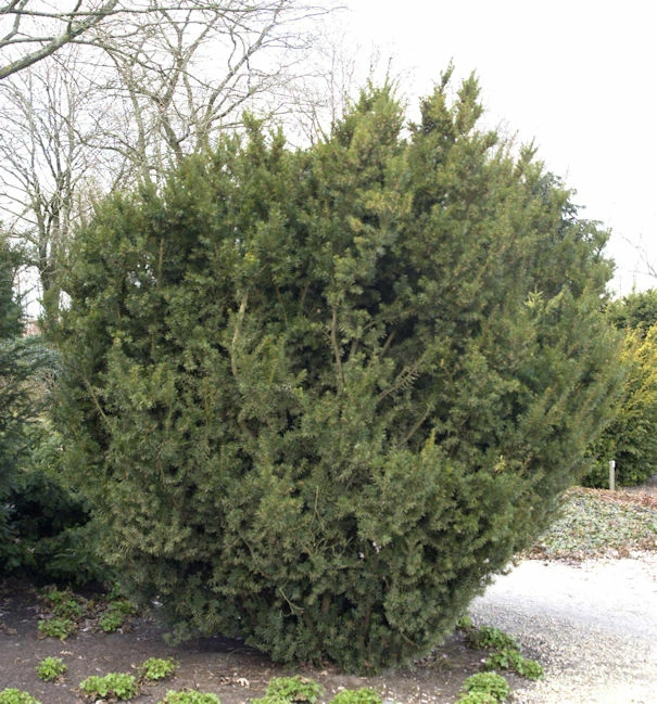 Bechereibe 25-30cm - Taxus Media 3 Bechereibe 25-30cm - Taxus Media
