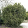 Bechereibe 40-50cm - Taxus Media
